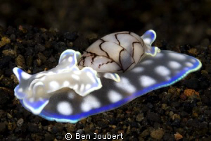 This Bubble Shell stood out very well on the black volcan... by Ben Joubert 